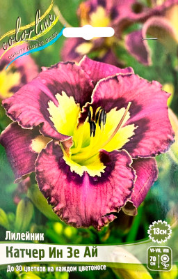 Лилейник Катчер Ин Зе Ай (1шт)