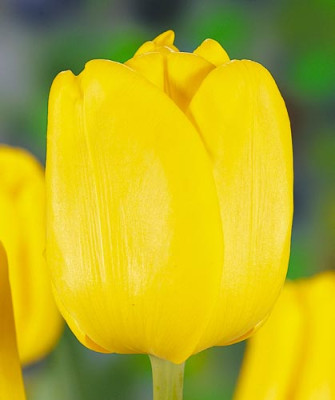 Тюльпан Карактер (1 шт) 853