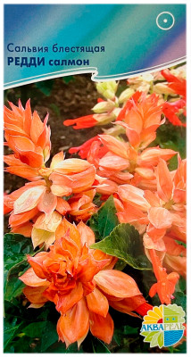 Сальвия блестящая РЕДДИ салмон АКВАРЕЛЬ