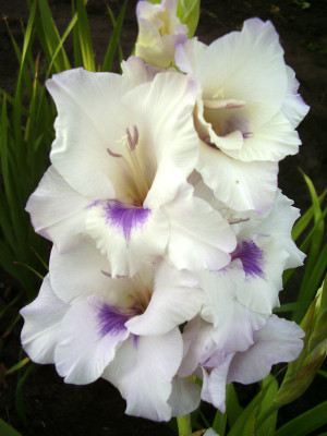 Гладиолус Хоум Камин (1шт)