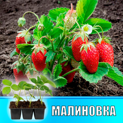 Земляника (Клубника) Малиновка в кассете