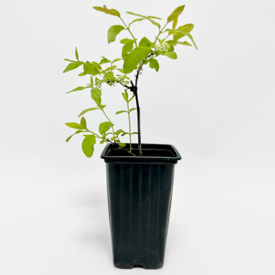 Жимолость Морена