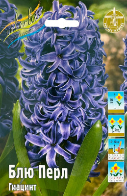 Гиацинт Блю Перл (1шт)