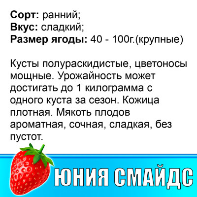 Земляника (Клубника) Юния Смайдс в стаканчике
