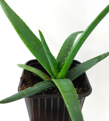 Алоэ саженцы