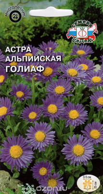 Астра Голиаф (альпийская)