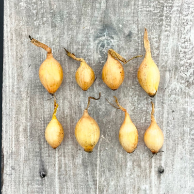 Лук Севок Геркулес Голландия (2)