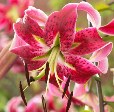 Лилия Мисс Фея (1шт)