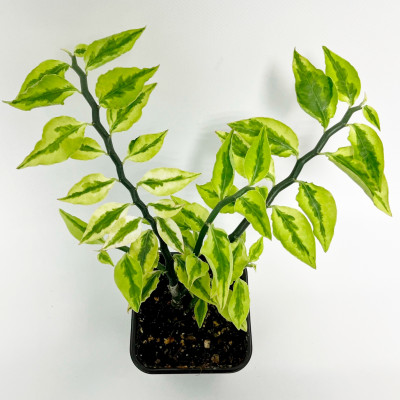 Педилантус саженцы (7)