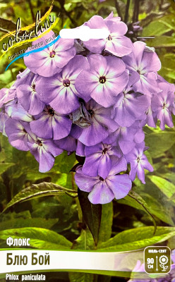 Флокс Блю Бой (2шт)