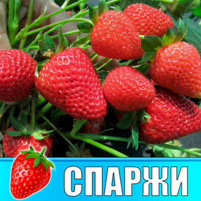 Земляника (Клубника) Спаржи в стаканчике