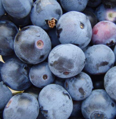 Голубика Спартан 5143