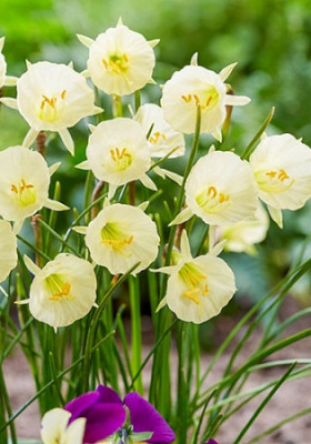 Нарцисс Артик Беллз (1шт) 9632