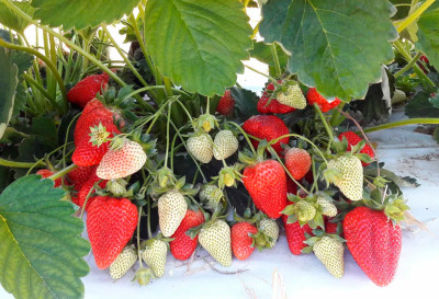 Земляника (Клубника) Квики в кассете