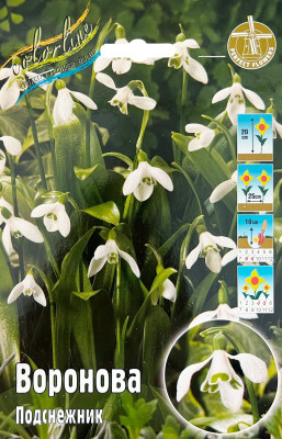 Подснежник Воронова (5)