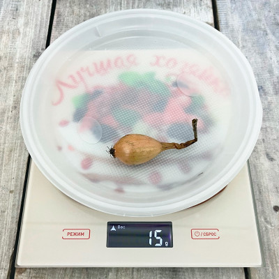 Лук севок ШАЛОТ желтый (2)