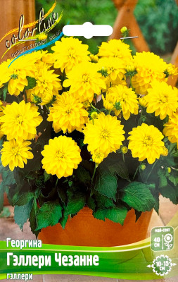 Георгин Геллери Чезанне (1шт)