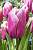 Тюльпан Холланд Бьюти (1шт) 6170