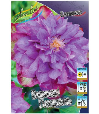 Клематис Вивиан Пеннел (1шт) 1664