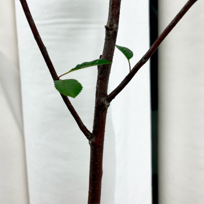 Вишня Харитоновская (3)