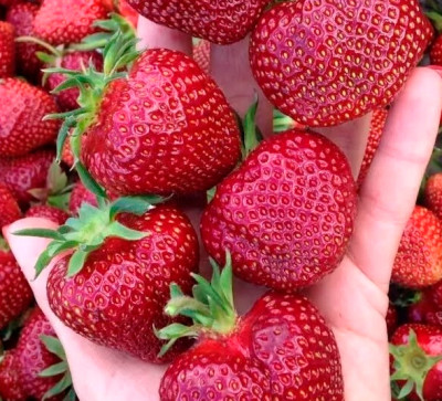 Земляника (Клубника) Джайв в стаканчике