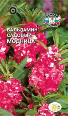 Бальзамин Модница  (бело-красный)