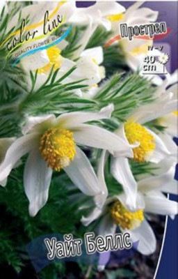 Прострел Уайт Беллс (Вульгарис Белый) (1шт) 1851