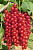 Смородина красная Каскад