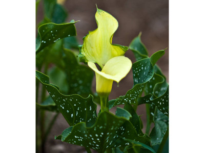 Калла Блэк Мэджик (1шт) 4759