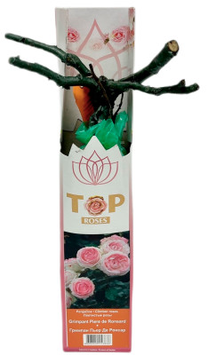 Плетистая роза ГРИМПАН ПЬЕР ДЕ РОНСАР GRIMPANT PIERE DE RONSARD (2)