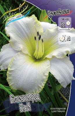 Лилейник Близзард Бэй (1шт) 4150