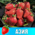 Земляника (Клубника) Азия в стаканчике