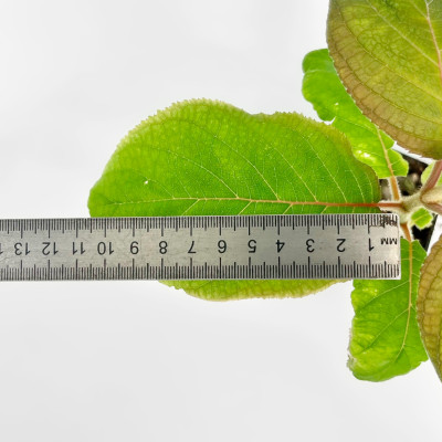 Гортензия шершавая Саржента (4)