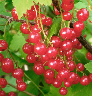 Смородина Красная Натали