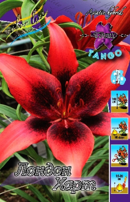 Лилия Лондон Харт (1шт) 4440