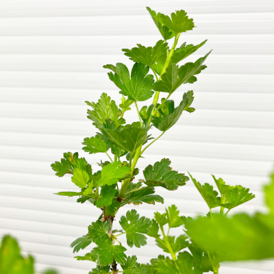 Крыжовник Родник (2)