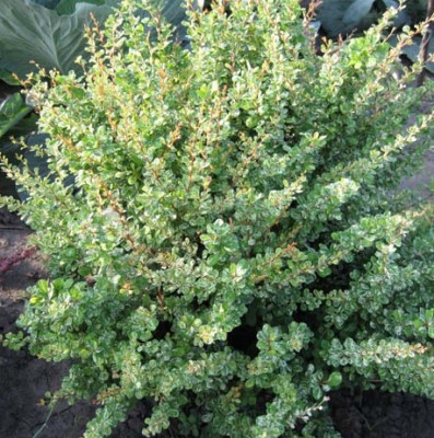 Барбарис Тунберга Старберст 5619