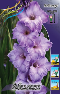 Гладиолус Милка (1шт) 3470