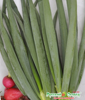 Лук батун Русский зимний 0,5г