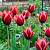 Тюльпан Мавота (1шт)