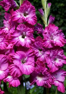 Гладиолус Найроби Фриззлс (1шт) 7112