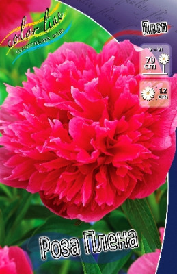 Пион Роза Плена (2) 2391