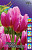 Тюльпан Хэппи Фэмили (1шт) 1394