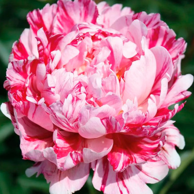 Пион Киринмару