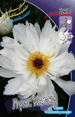 Пион Луис Келси (1шт) 4809