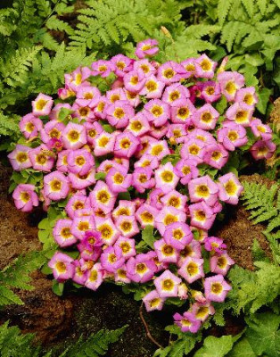 Оксалис (кислица) Прижатая (5шт) 6884