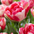 Тюльпан Дабл Близз (1шт)