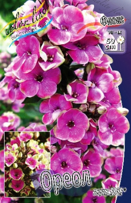 Флокс Неон Ореол (2шт)