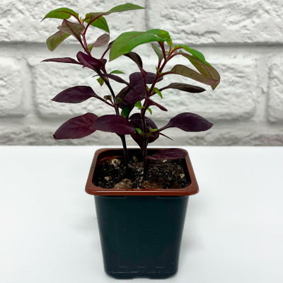 Альтернантера саженцы микс