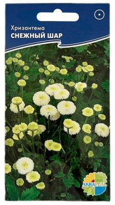 Хризантема девячья, СНЕЖНЫЙ ШАР АКВАРЕЛЬ